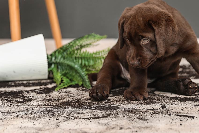 Chocolate lab puppy sitting next to spilled plant and dirt on carpet – promoting pet-friendly house cleaning in Kirkland.